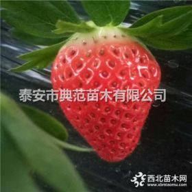 石莓7号草莓苗价格 石莓7号草莓苗 产地直供