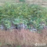 花椒小苗哪里便宜 山东花椒苗批发基地