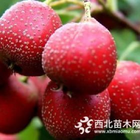 山楂苗那些品種暢銷   產(chǎn)量好