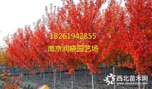 美國紅楓價(jià)格