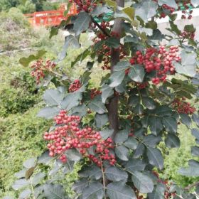 花椒產(chǎn)業(yè)選購嫁接花椒苗 無刺花椒苗種苗