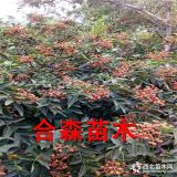 大紅袍花椒苗、哪里有大紅袍花椒苗