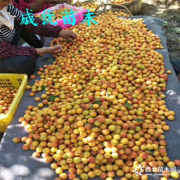 嫁接杏树苗