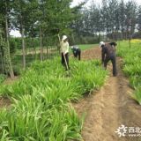 河北定州藍花鳶尾 德國鳶尾 黃花鳶尾低價處理 數(shù)量大