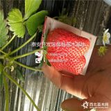 新品种妙香七号草莓苗 妙香七号草莓苗价格多少钱