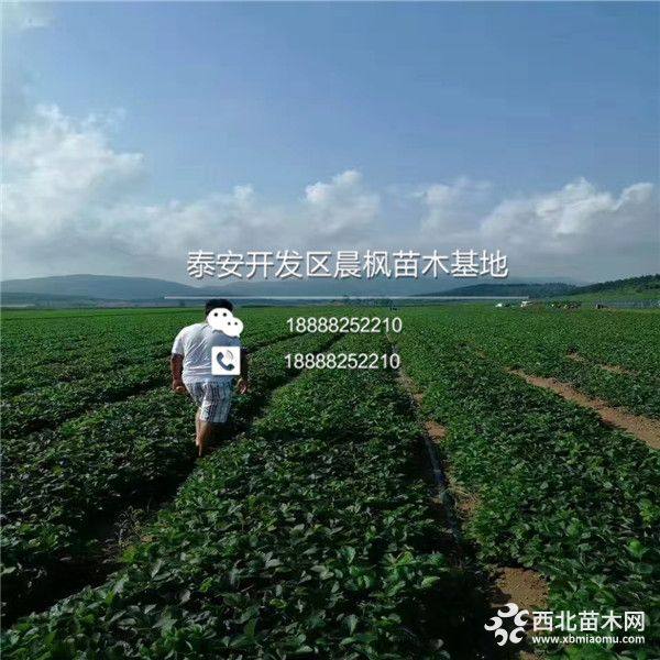 巧克力草莓苗价格