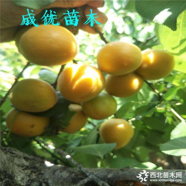 杏樹(shù)苗多少錢