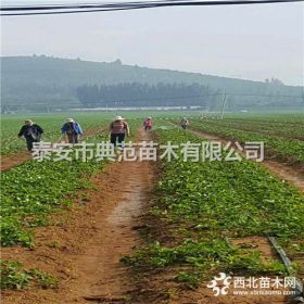 春香草莓苗价格 春香草莓苗 植株健壮根系发达