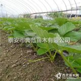 醉侠草莓苗价格 醉侠草莓苗批发供应 无差价