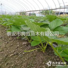 醉侠草莓苗价格 醉侠草莓苗批发供应 无差价