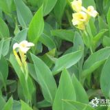 河北定州美人蕉價(jià)格 美人蕉冬季管理方法