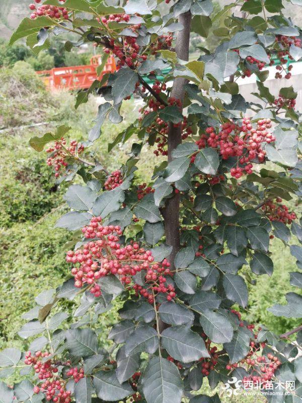 嫁接無刺花椒苗