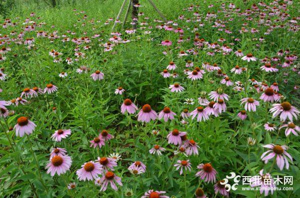 松果菊