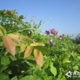 紫藤的栽培與養(yǎng)護 河北定州紫藤2-4公分價格