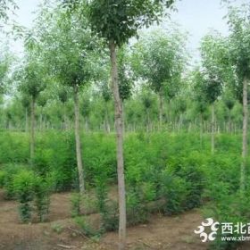 菏泽20公分白蜡价格 直销20公分白蜡价格