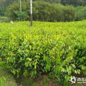 大果红花油茶嫁接苗100公分大苗