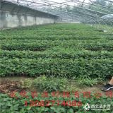 泰安章姬草莓苗 泰安草莓苗基地 章姬草莓苗哪里出售