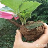 草莓苗種苗多少錢(qián) 草莓苗管理技術(shù) 草莓苗病蟲(chóng)害