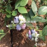 藍莓苗出售、藍莓苗價格、藍莓苗基地批發(fā)