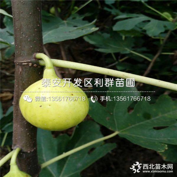 金傲芬无花果苗