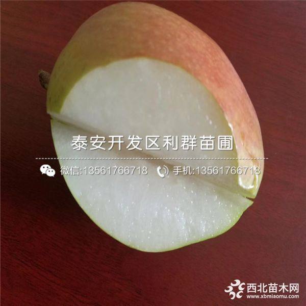 玉露香梨樹(shù)苗