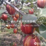 紅梨樹苗價格、紅梨樹苗多少錢一棵