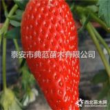 甜王草莓苗價(jià)格 甜王草莓苗 新品種草莓苗批發(fā)