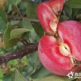 优质红肉苹果苗销量怎么样  品种果实口感怎么样