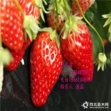 新品種草莓苗 草莓苗價(jià)格 草莓苗多少錢一棵