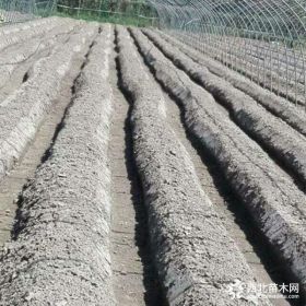 广东草莓苗直销基地 专业草莓苗种植团队