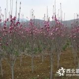 10公分紅玉蘭價(jià)格產(chǎn)地種植規(guī)格簡介