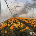 庭院美化觀花植物金盞菊銷售、質(zhì)優(yōu)價廉