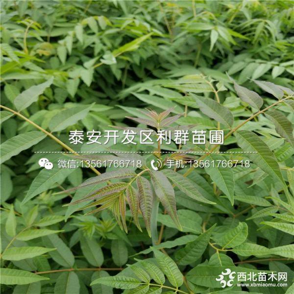 矮化香椿树苗