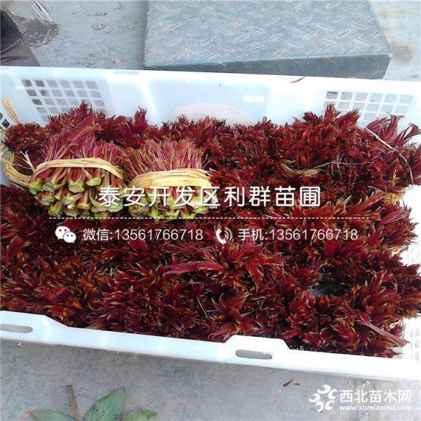 出售紅油香椿樹苗