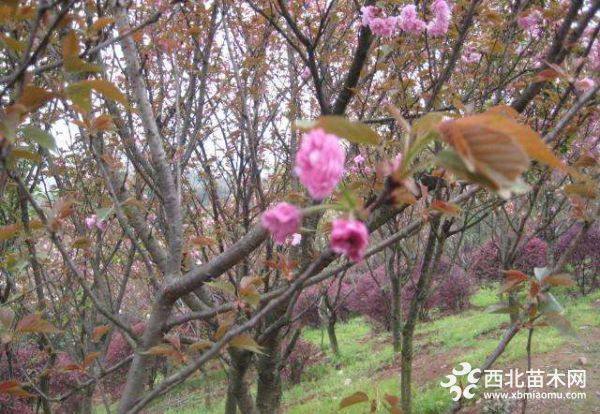 日本樱花