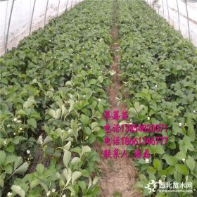 甜宝草莓苗价格 草莓苗多少钱一棵 新品种草莓苗