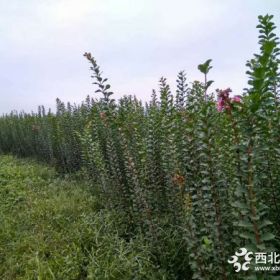 紫薇條子批發(fā)基地，編制花瓶圍墻都可以