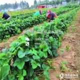 京桃香草莓苗批发 京桃香草莓苗价格 京桃香草莓苗基地批发价格