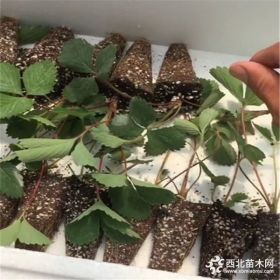 红颜草莓苗多少钱一棵  草莓苗价格