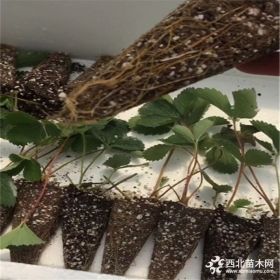 多少钱一棵草莓苗  哪里有草莓苗