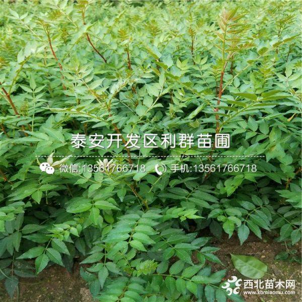 贵州大红袍花椒苗