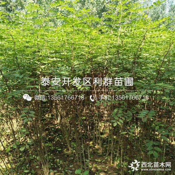 狮子头花椒苗