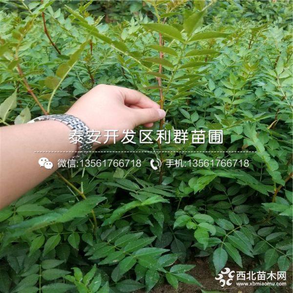 大红袍花椒树苗