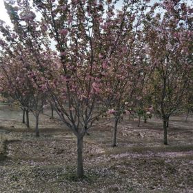 21公分樱花基地 樱花树价格