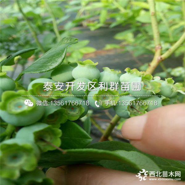 綠寶石藍莓樹苗