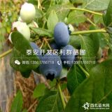 都克蓝莓树苗出售、都克蓝莓树苗价格