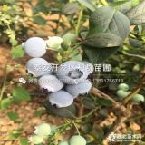 兔眼蓝莓苗、新品种兔眼蓝莓苗、兔眼蓝莓苗多少钱一棵