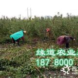 三華李子苗種植技術，李子苗批發(fā)基地