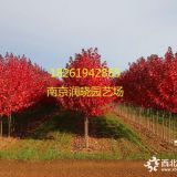 今年12公分美國紅楓價格產(chǎn)地報價貴不貴