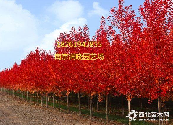 美國紅楓價格